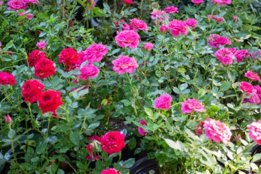 Yeşil alan, bahçenin dışında bitkilerle, stok fotoğraflarıyla rahatla