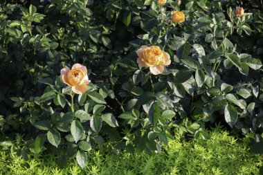 Yeşil alan, bahçenin dışında bitkilerle, stok fotoğraflarıyla rahatla