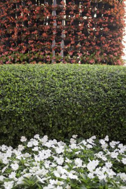 Yeşil alan, bahçenin dışında bitkilerle, stok fotoğraflarıyla rahatla