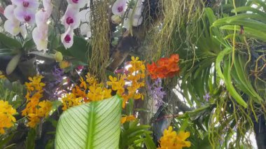 Doğa gezisi için bahçe bahçesinde çiçek festivali, stok görüntüleri