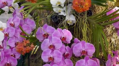 Doğa gezisi için bahçe bahçesinde çiçek festivali, stok görüntüleri