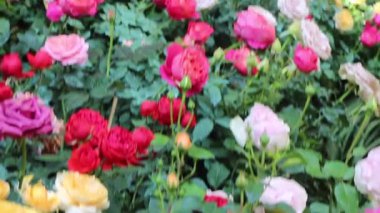 Doğa gezisi için bahçe bahçesinde çiçek festivali, stok görüntüleri