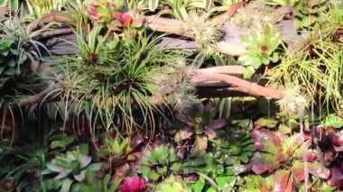 Doğa gezisi için bahçe bahçesinde çiçek festivali, stok görüntüleri