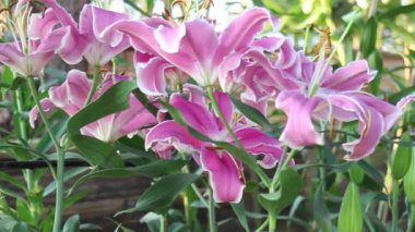 Doğa gezisi için bahçe bahçesinde çiçek festivali, stok görüntüleri