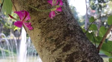 Doğada seyahat rotası tropikal bitkiler tatil beldesi, stok görüntüleri