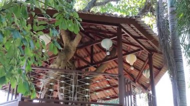 Doğada seyahat rotası tropikal bitkiler tatil beldesi, stok görüntüleri