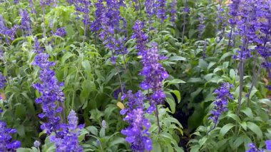 Açık hava bahçesi çiçek açan ağaçlarla çevrili, stok görüntüleri.