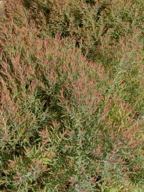 Ev bahçesinde doğal çiçek peyzajı, stok fotoğrafı