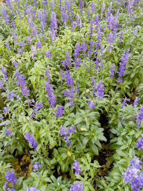 Ev bahçesinde doğal çiçek peyzajı, stok fotoğrafı