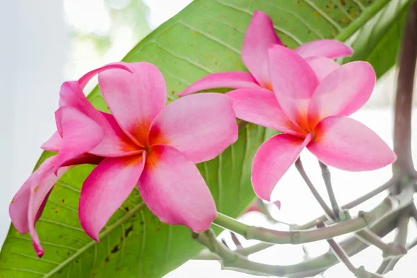 La belleza de las flores enjardín casero — Foto de Stock