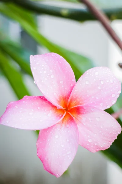 La belleza de las flores enjardín casero — Foto de Stock