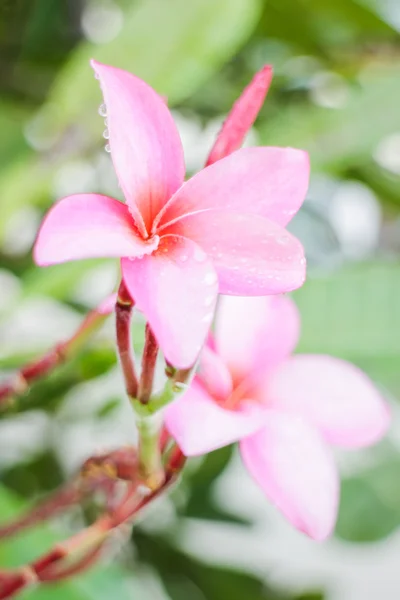 Die Schönheit der Blumen im heimischen Garten — Stockfoto