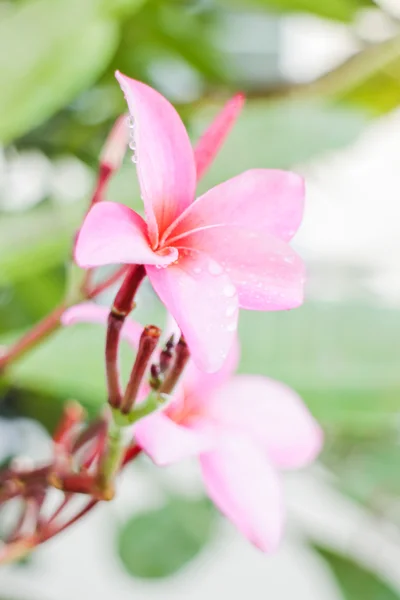 Die Schönheit der Blumen im heimischen Garten — Stockfoto