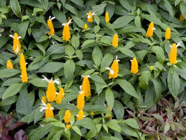 Yeşil alan, bahçenin dışında bitkilerle, stok fotoğraflarıyla rahatla