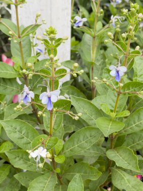 Yeşil alan, bahçenin dışında bitkilerle, stok fotoğraflarıyla rahatla