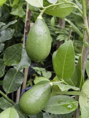Yeşil alan, bahçenin dışında bitkilerle, stok fotoğraflarıyla rahatla