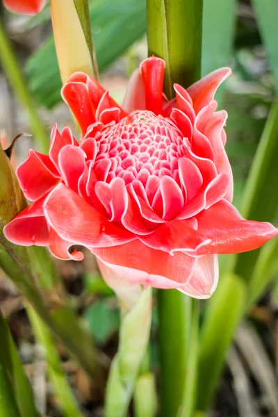 Linda flor de elatior Etlingera vermelho — Fotografia de Stock