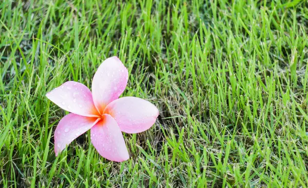 La flor rosa belleza en el jardín casero — Foto de Stock