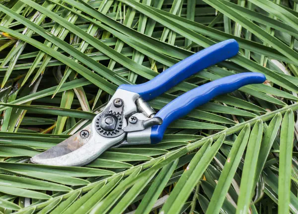 Tijeras de podar azules sobre hojas de corte — Foto de Stock