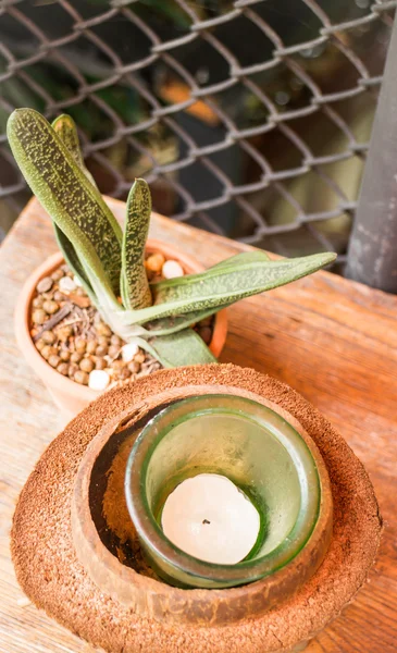 Pequeña planta verde decorada sobre mesa de madera — Foto de Stock