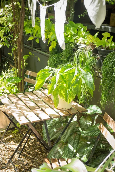 Variété plante verte dans le jardin de la maison — Photo