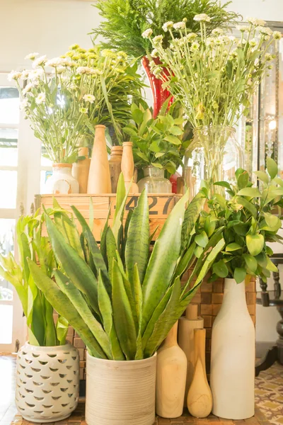 Small plant pot displayed in coffee shop vintage color — Stock Photo, Image