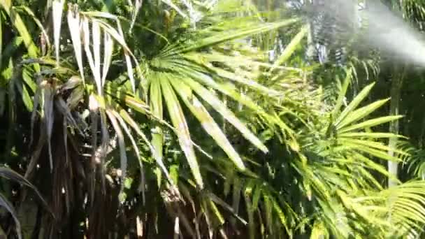 Hojas verdes riego de plantas en el jardín — Vídeos de Stock