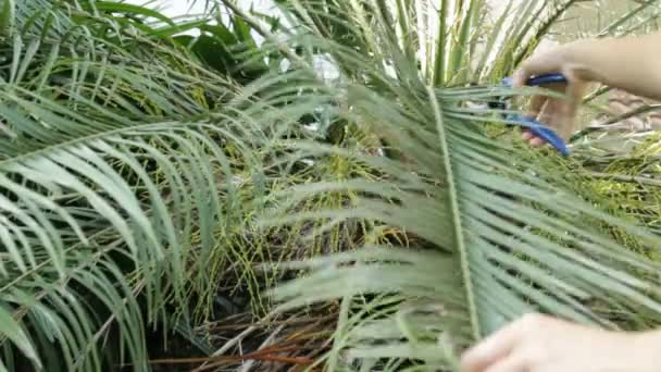 Садовник срезает листья растений с помощью клипперов — стоковое видео