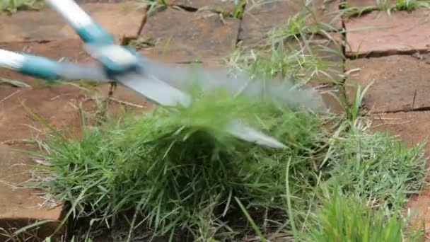 Gardener cutting leaves of grass with clippers — Stock Video