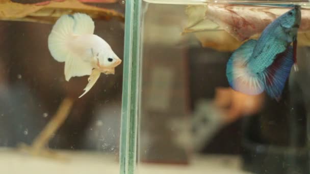 Маленькие сиамские боевые рыбные учения в аквариуме — стоковое видео