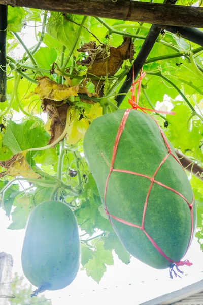 Fresh of green Winter melon on the tree — Stock Photo, Image