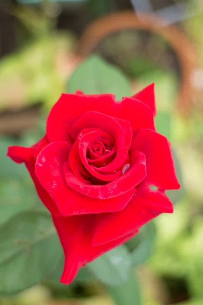 Vacker röd ros blommande i trädgården — Stockfoto