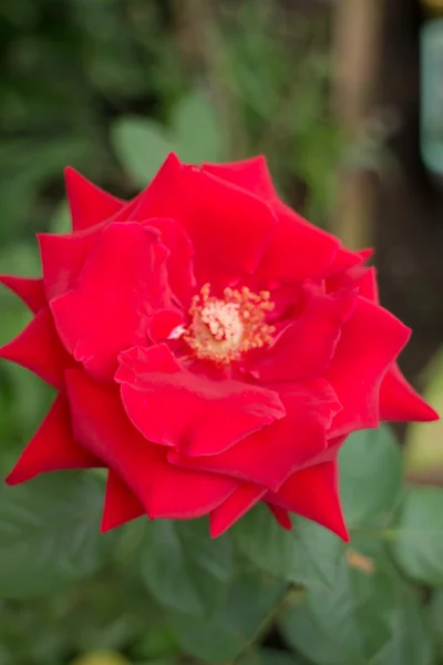Mooie rode roos bloeien in tuin — Stockfoto