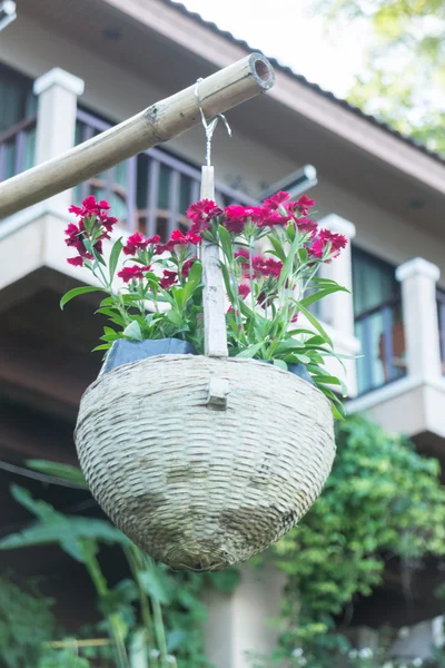 Maroon flower bloom hang on the basket