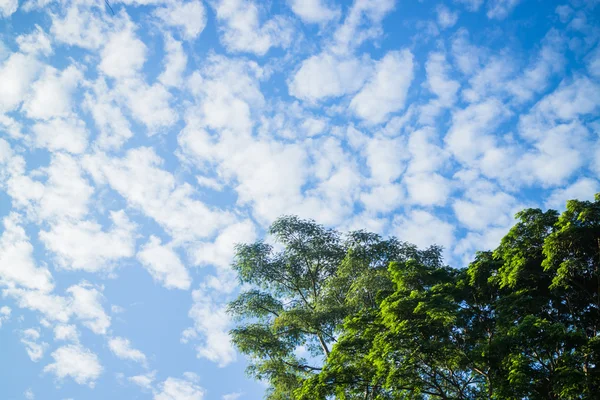 Céu azul beleza atrás da árvore — Fotografia de Stock