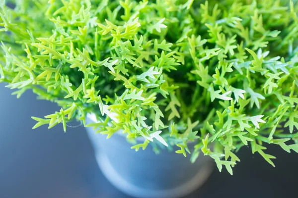 Simplemente planta cubo decorado en la mesa — Foto de Stock