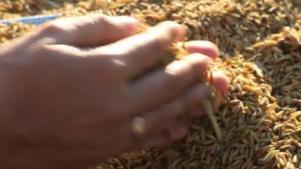 Arroz não transformado a ser derramado a mãos — Vídeo de Stock