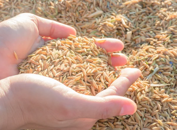 Hands on paddy rice in sunset — Stock Photo, Image