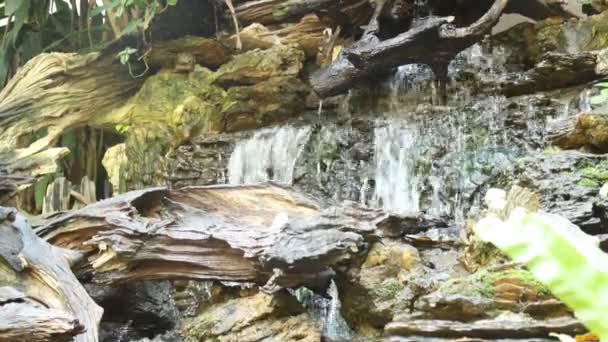 Cachoeira exuberante jardim tropical verde — Vídeo de Stock