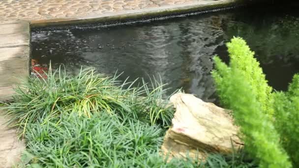 Variété de carpes nageant dans l'étang de jardin — Video