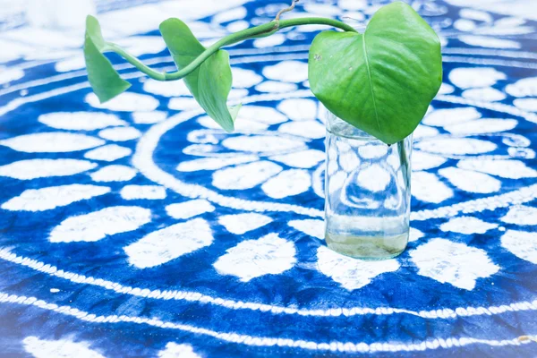 Grüne Pflanze auf dem Tisch — Stockfoto