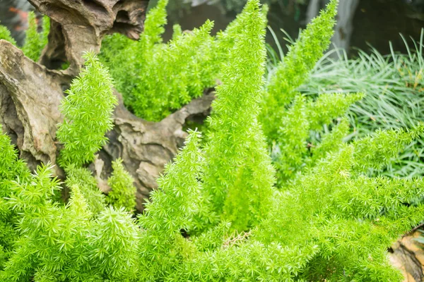 Minimale tuin met verschillende tropische plant — Stockfoto