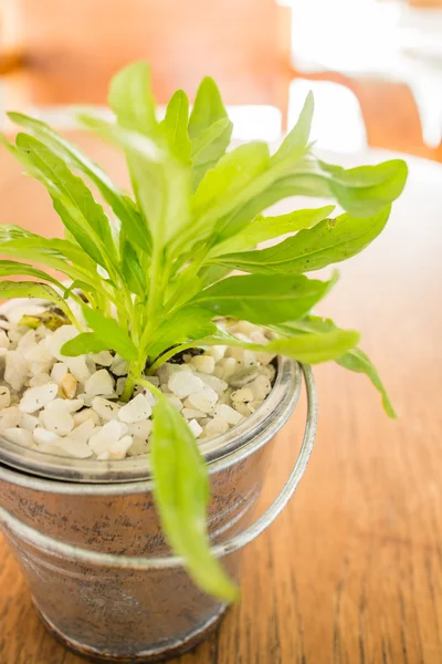 Balde de planta verde decorado em mesa de madeira — Fotografia de Stock