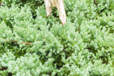 Yeşil bitki ile çok az Bahçe