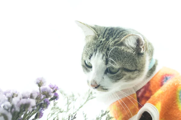 Aranyos Sziámi macska, a ruhák, a fehér háttér — Stock Fotó