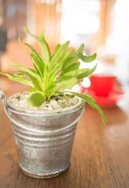 Röd kopp kaffe och grön växt hink på träbord — Stockfoto