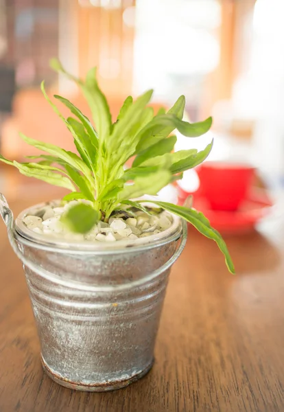 Taza roja de café y cubo de planta verde en la mesa de madera —  Fotos de Stock