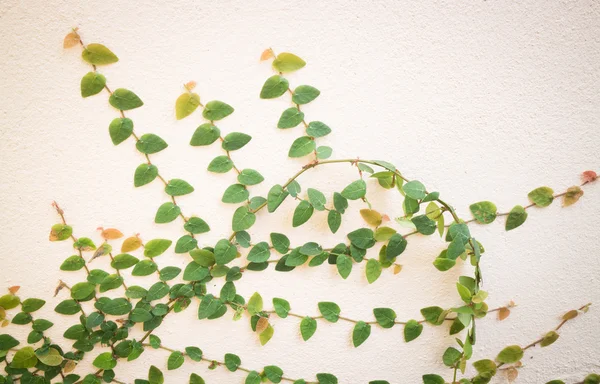 Naturaleza planta de hiedra verde en la pared — Foto de Stock