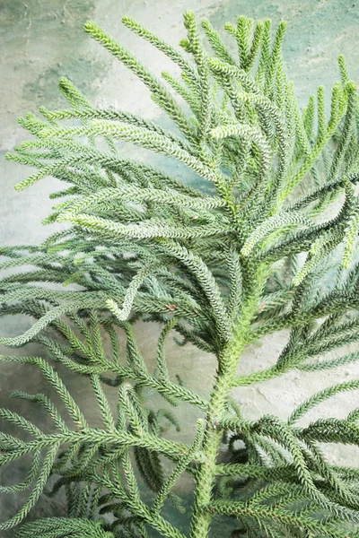 Groene stekelige takken van een pelsboom of dennenboom — Stockfoto