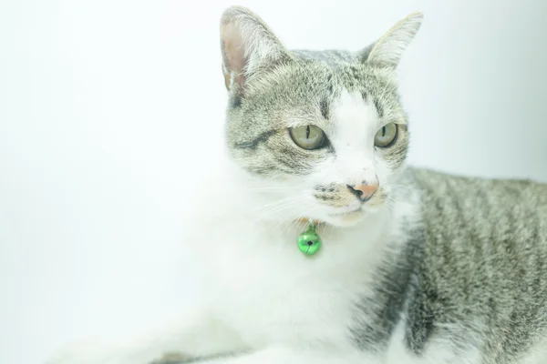 Lindo gato retrato usando un securitiy collar en relajante tiempo — Foto de Stock